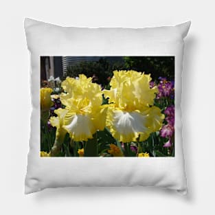 Yellow Bearded Iris Cottage Garden Flowers Pillow