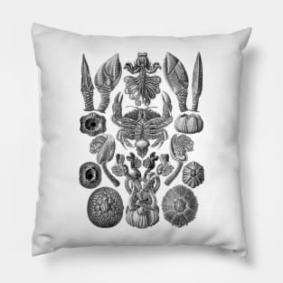 Ernst  Haeckel Cirripedia Crab Black & White Pillow