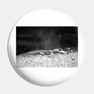 Alligator In Black And White Pin