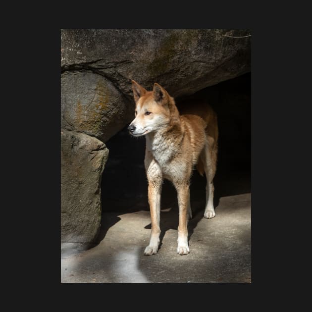 Dingo: Australian Native Dog by AndrewGoodall