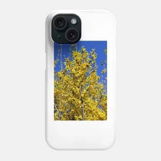 Yellow Forsythia tree in bloom Phone Case