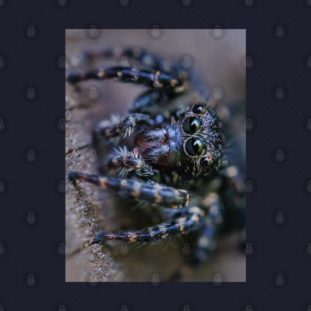 Teeny-Tiny Dark Jumping Spider Macro Photograph by love-fi