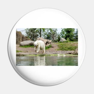 Polar bear walking by lake Pin