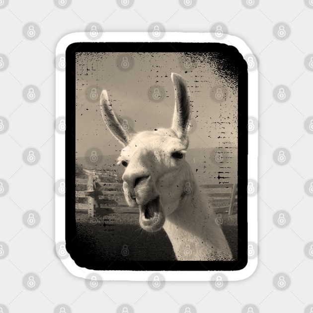 Funny vintage Love llama alpaca photo Magnet by BurunduXX-Factory