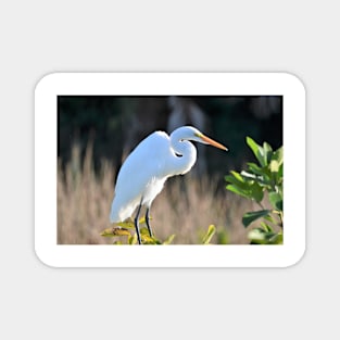 White Egret Magnet