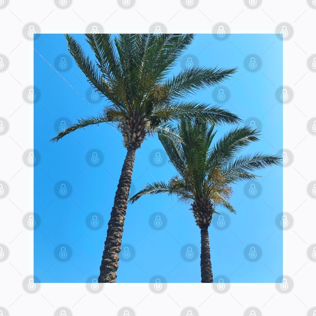 Pretty picture of a Palm Tree. Pretty Palm Trees Photography design with blue sky by BoogieCreates