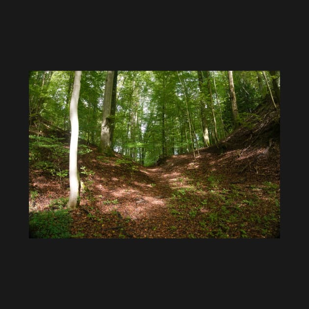 Forest Path With Autumn Leaves by Pirino