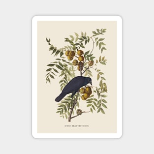 American Crow Antique Naturalist Illustration Magnet