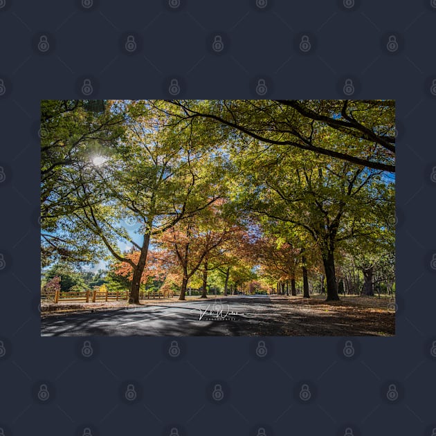 Honour Avenue, Mount Macedon, Victoria, Australia. by VickiWalsh