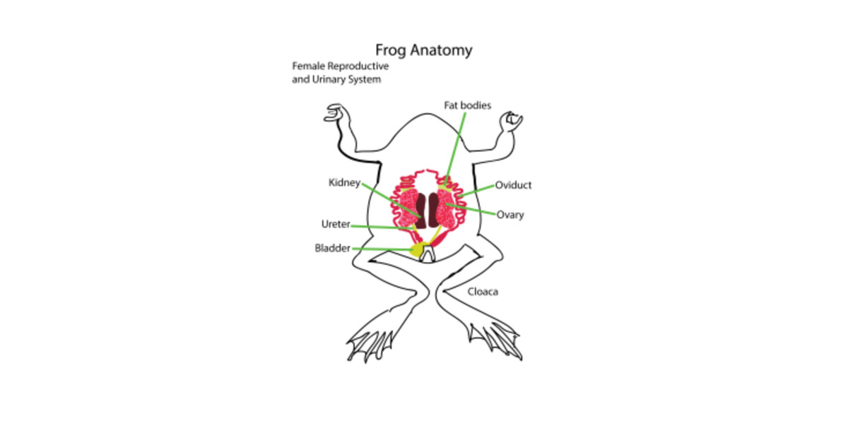Diagram Reproductive System Of Frog - Aflam-Neeeak