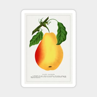 Clapp's Favorite pear lithograph (1900) Magnet