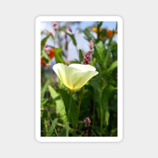 White Linen California Poppy Magnet