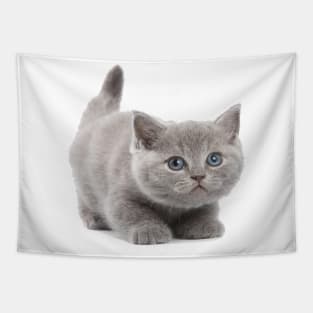 kitten cat love - cat lover Tapestry