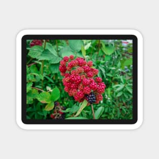 Wild Blackberries Magnet