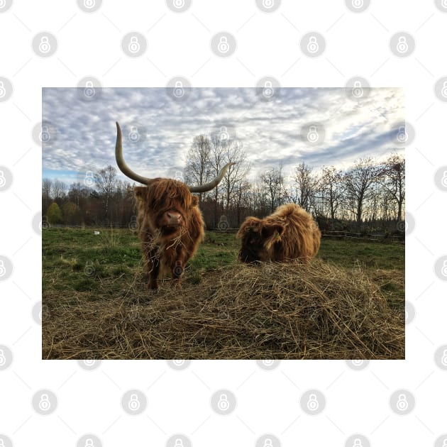 Scottish Highland Cattle Cow and Calf 1574 by SaarelaHighland