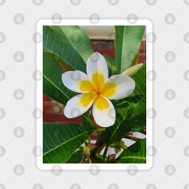 Frangipani Magnet by claire-l-page