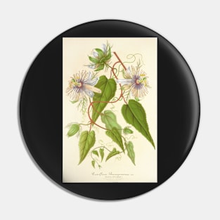 Passion Flower - Passion Vine botanical illustration Pin