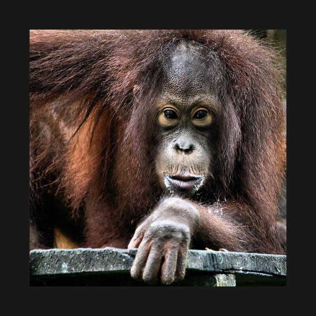 You Looking At Me?? Orangutan, Sepilok, Borneo by Carole-Anne