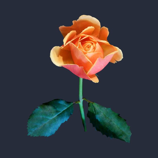 Orange and Pink Rose by SusanSavad