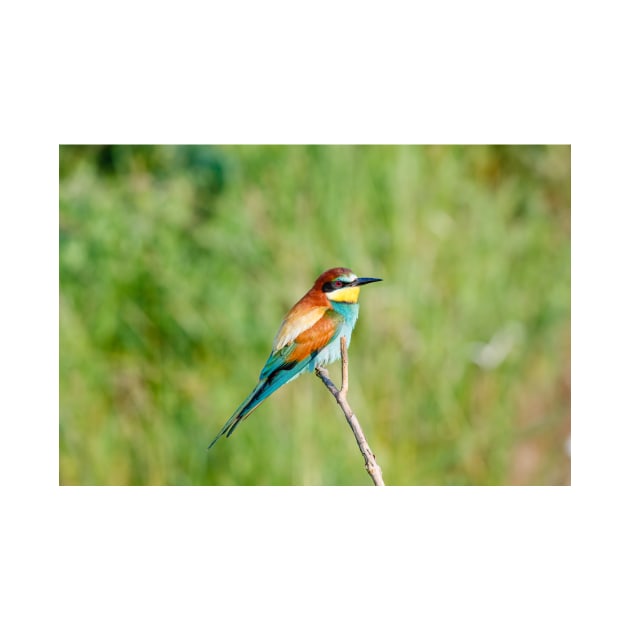 European bee-eater (Merops apiaster) by GrahamPrentice