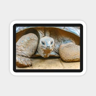 Giant Tortoise Magnet