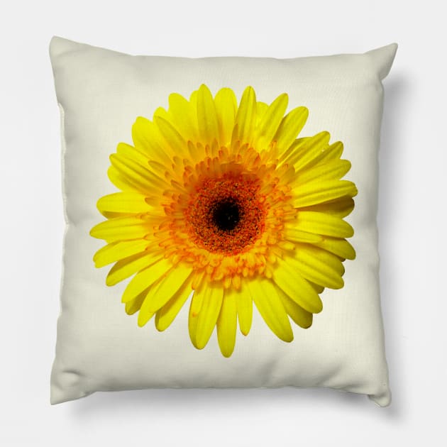 Sunny Yellow Gerbera Daisy Pillow by SusanSavad