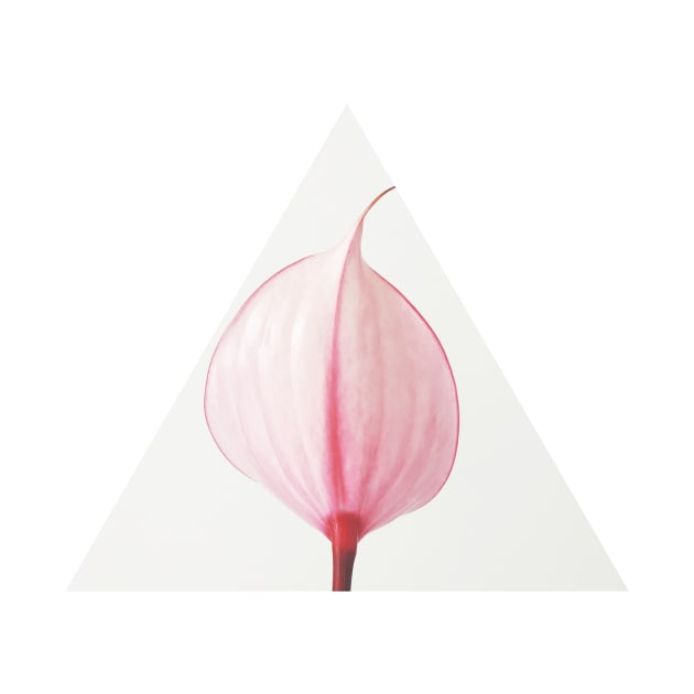 Pink Calla Lily II by Cassia