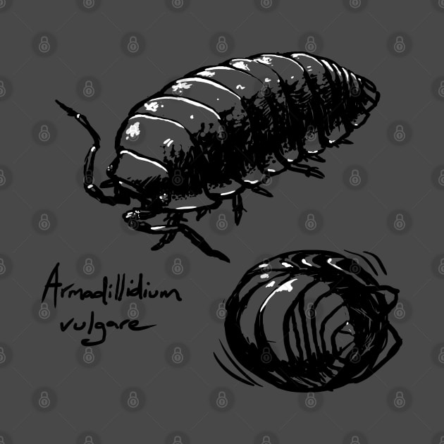 Roly Poly by Meganopteryx