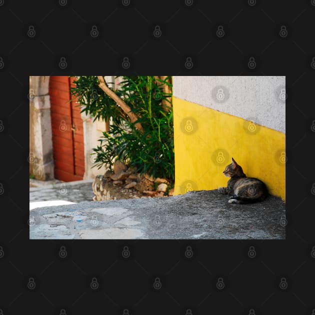 Street Cat in Bakar by jojobob