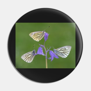 Three Green-veined White Butterflies on a Bluebell Pin