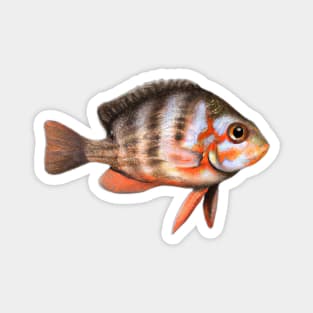 Cute Perch Drawing Magnet