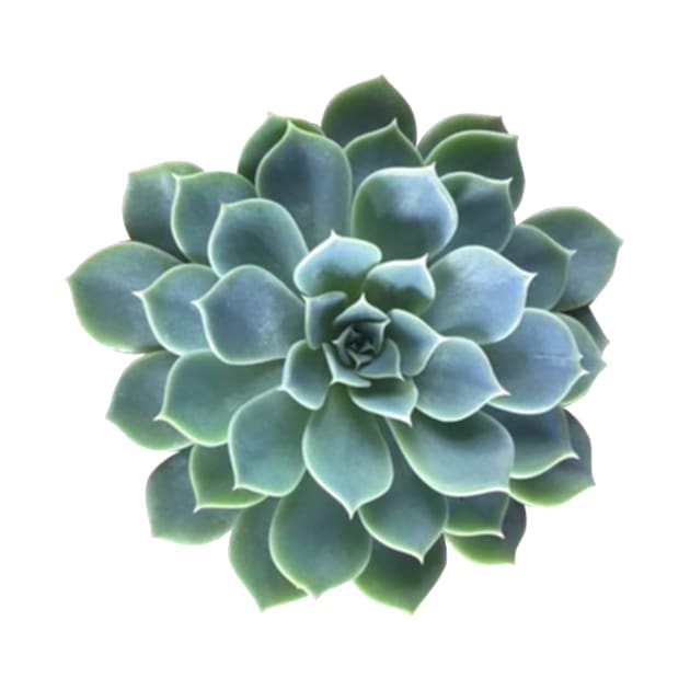 Succulent plant by ghjura