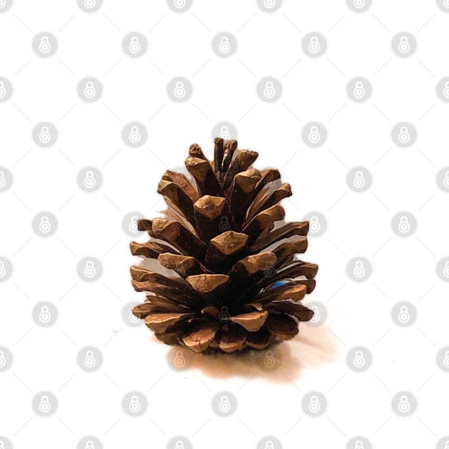 Single Pinecone by PSCSCo