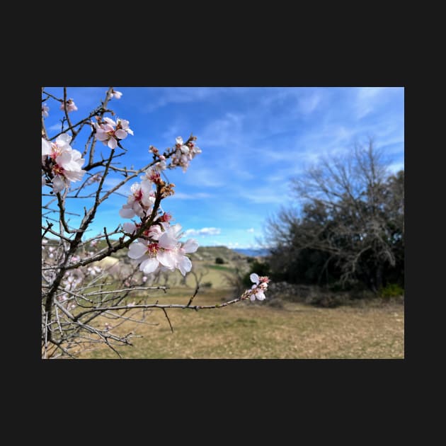 Almond blossom by MasoMelo