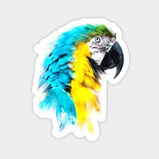 Dramabite Watercolor blue yellow macaw ara parrot artsy artistic painting Magnet