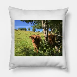 Scottish Highland Cattle Calves 1489 Pillow