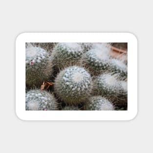 Palermo Botanical Garden Cactus Magnet