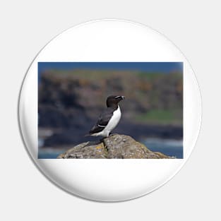 Razorbill on a cliff Pin