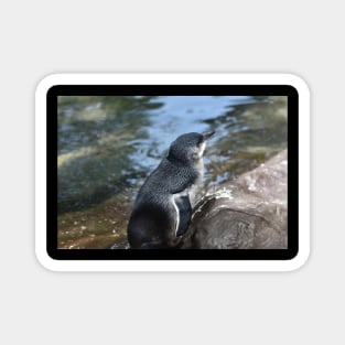 Little Blue Penguin Magnet