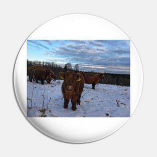 Scottish Highland Cattle Cows and Calves 1608 Pin