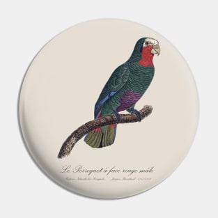 Cuban Amazon Parrot / Le Perroquet a Face Rouge Male - 19th century Jacques Barraband Illustration Pin