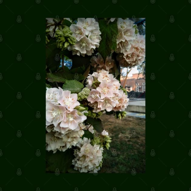 Dombeya plant by BluePeaches