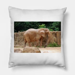 African Elephant Pillow