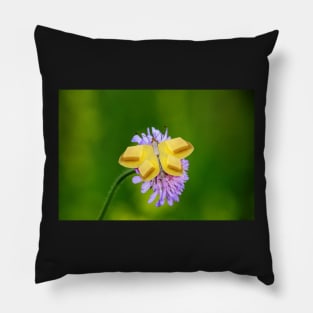 Butter Butterfly Pillow