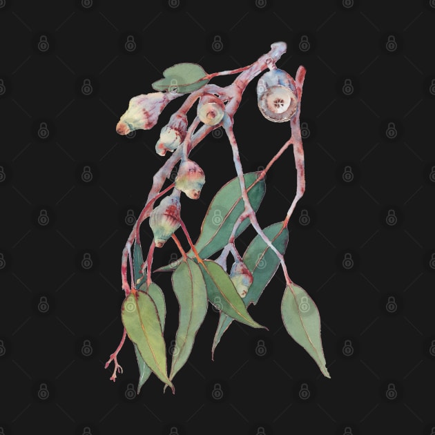 Australian native eucalyptus tree branch watercolour by ZoyaArt