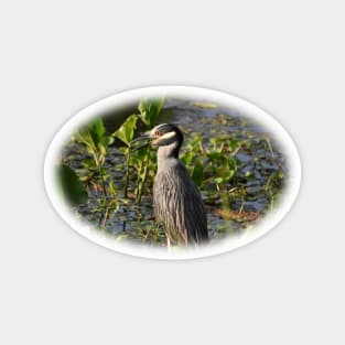 Yellow-crowned Night Heron Magnet