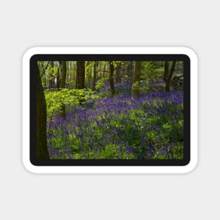 Spring Bluebell Woodlands Magnet