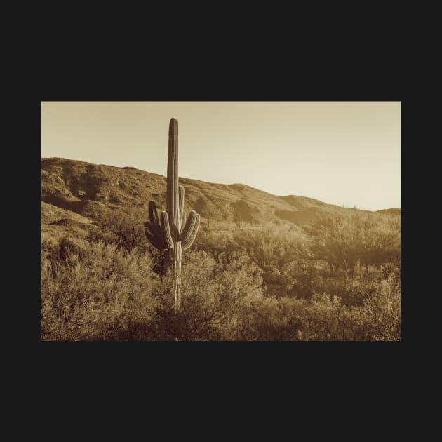 Sonoran Desert in monochrome by jvnimages