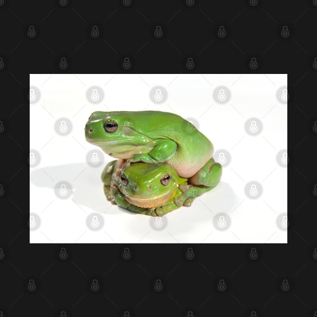 two litoria caerula green tree frogs one on top of the other by clearviewstock