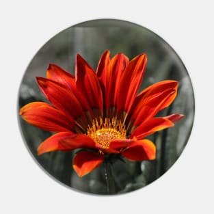 Red Gazania Flower Pin